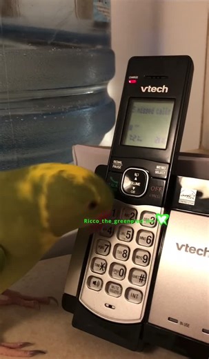 Funny Parrot Talking Ringtone - Bird Phone Ringtone Compilation