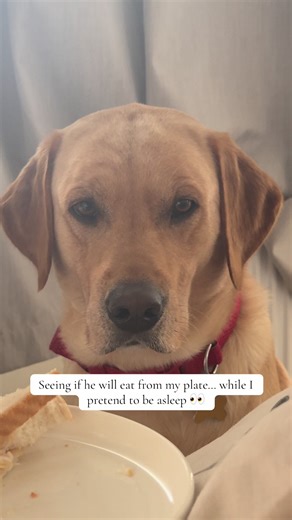 Barney's Patience Test: Will He Steal My Food?