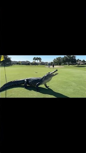Alligator Suddenly Appears on Golf Course 🐊 | Real Wildlife Encounter #Shorts