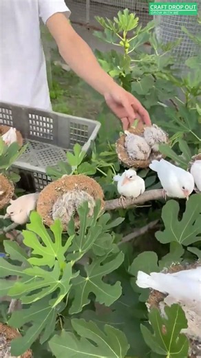 🌿🪺 Fig Tree Nesting for Raising Young Doves