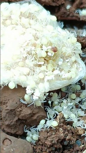 Rare Sight Hundreds of baby spiders hatching! #SpiderHatching #Nature #Wildlife #BabySpiders