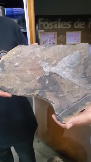 ICTIOLOGIA FÓSIL DE HONDURAS Peces fosilizados de Honduras, observemos porque es posible que también en Nicaragua encontremos estos Fósiles. Paleontología de Nicaragua | Paleontología de Nicaragua