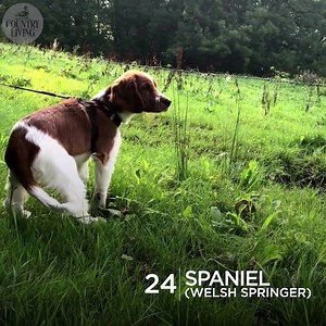 87K views · 205 reactions | Perhaps, if we see one of these in the rescue centre, we should opt for them instead? https://bit.ly/2zCYFu8 | Country Living Magazine | Facebook