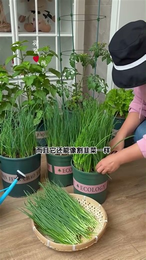 Plant some shallots once and harvest multiple times – why not plant some