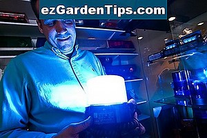 Hogyan kell vigyázni egy Dicksonia Antarktisz-páfrányra 🌱 Tippek Kertészek - Hu.ezGardenTips.com