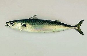 Atlantic mackerel - Alchetron, The Free Social Encyclopedia