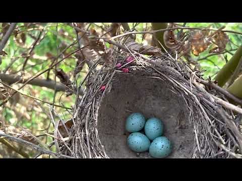 First Apiary Inspection!! Boy this looks terrific!! 💯☝️🙌🐝🐝🐝
