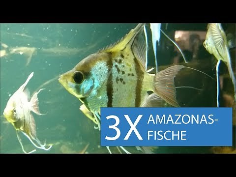 3 der schönsten Fische fürs Amazonas-Aquarium