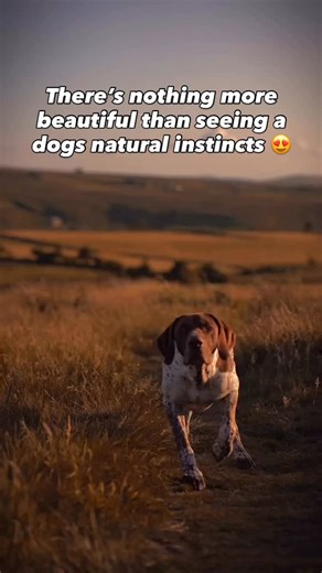 40K views · 48 reactions |  The German Shorthaired Pointer was bred with a natural instinct to hunt and point—and it’s truly beautiful to watch that heritage come alive in every movement. . #dogtraining #dogtrainingtips #dogtrainingadvice #doglover #dogpsychology #reactivedog #puppytraining #dog #dogbehavior #dogpsychology #dogpack #reactivedog #aggressivedog #viral | Cherry Hoggs | Facebook