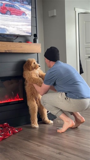 Certified land shark #puppiesoftiktok #fypシ゚viral #dogsoftiktok #fyp #dogs