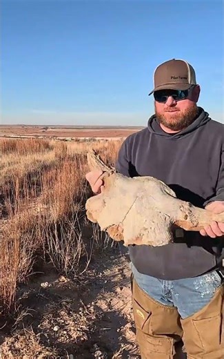 Found A Buffalo Skull #trapping #buffalo #buffaloherd #buffalohistorychannel #buffalohistory