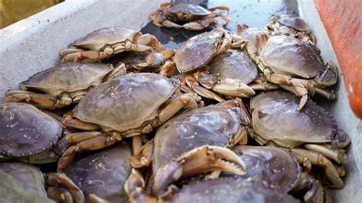 Oregon Dungeness crab season delayed until at least mid-December