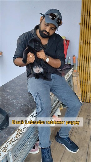 #black labrador retriever#black labrador#black lab#black labs #labrador retriever#black lab puppy