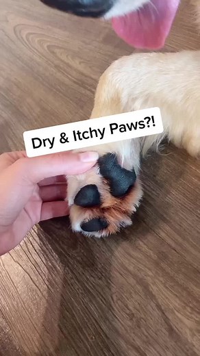 Relief for Your Dog's Dry and Itchy Paws