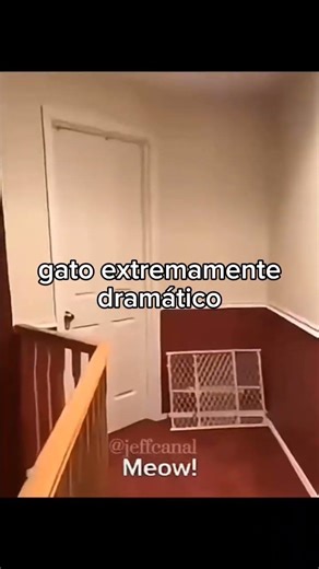 animais bem fofinhos ❤️‍🩹🐾