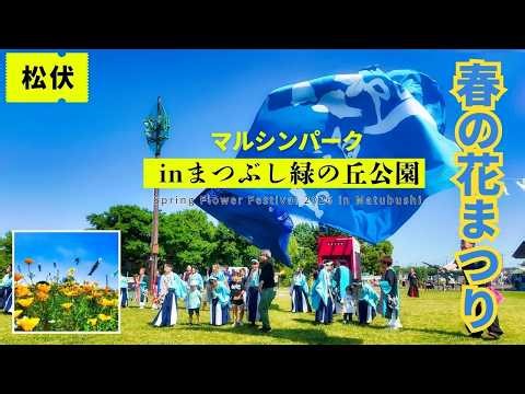 【花まつり到来】イベントと花🌼まつぶし緑の丘マルシンパーク(まつぶし緑の丘公園)team清門・プリンセスマミー・おどる遊・松伏中学校吹奏楽部・松伏津軽三味線・越谷ママプラスぴよこばと隊・ひなげし