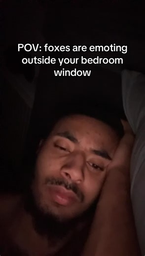 Understanding Fox Noises: Why They Keep You Up