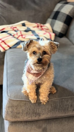Yorkie Poo: The Adorable Blend of Yorkie and Poodle