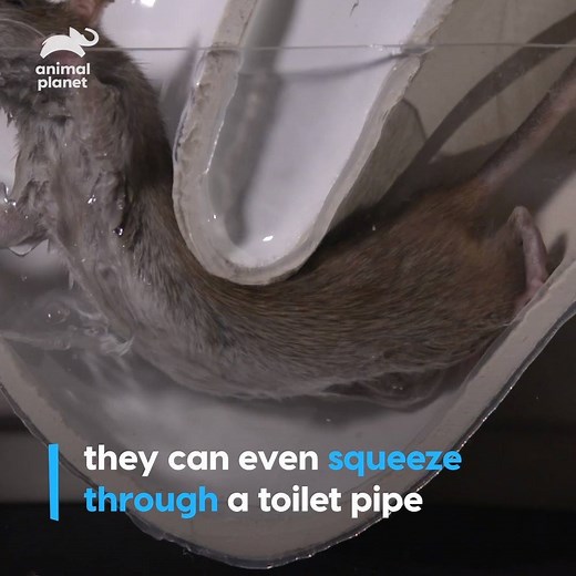 Rats can squeeze through anything if its head can! #AnimalsDoThat | Animal Planet