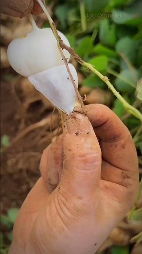 Discover the Secret to Peeling Jicama in Seconds! 🌱✨