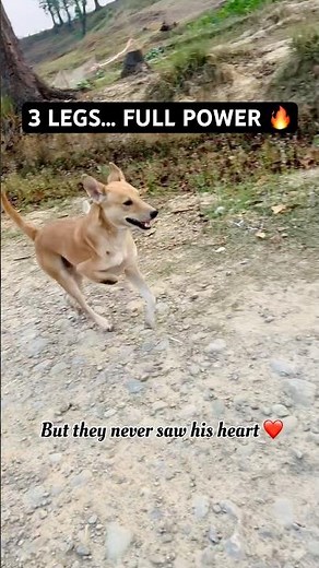 Om Tripod Running Like a King 👑 3 Legged Dog’s Unstoppable Spirit ❤️