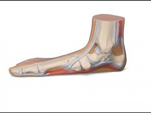 Flat Foot anatomy