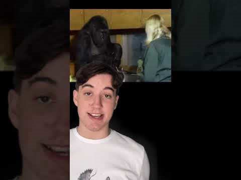 The story of the world’s first gorilla known to communicate