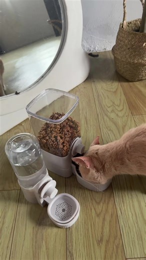 Automatic Cat Feeder: Best Options for Cat Owners