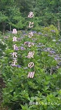 ♪︎あじさい坂の雨,,島倉千代子 #昭和歌謡