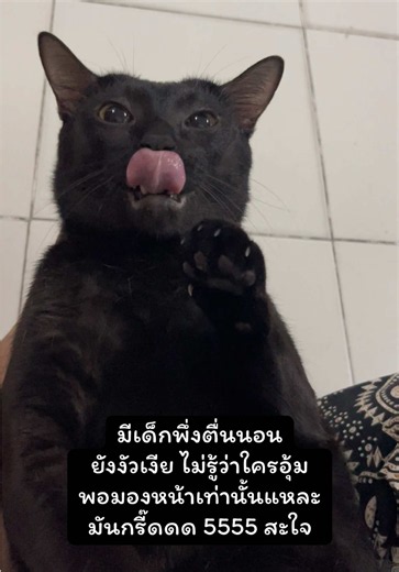 #เสียงเด็กกรี๊ดมันช่างน่าฟัง #แมวดำ #คาร์บอน 🖤🐈‍⬛