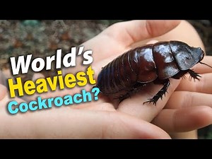 Giant Burrowing Cockroach: World's Heaviest Cockroach | Amazing Facts & Ecosystem Role