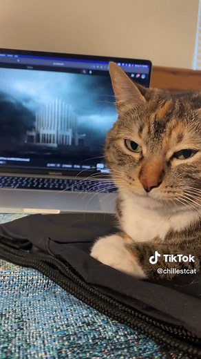 Trippie Redd & Juice Wrld Collab: The Chillest Cat Reacts