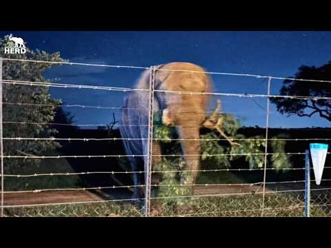 Sebakwe Goes Missing After Wild Elephant Encounter 🐘✨