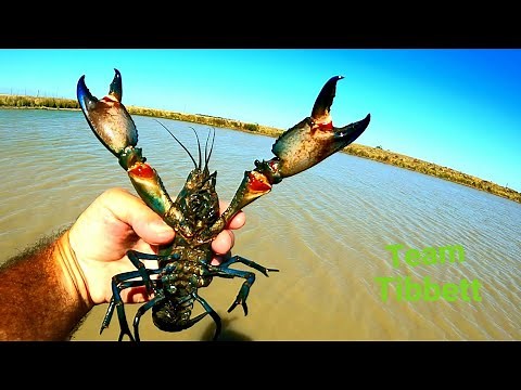 Australian Freshwater YABBIE BOIL ( Crayfish, crawfish catch clean cook )