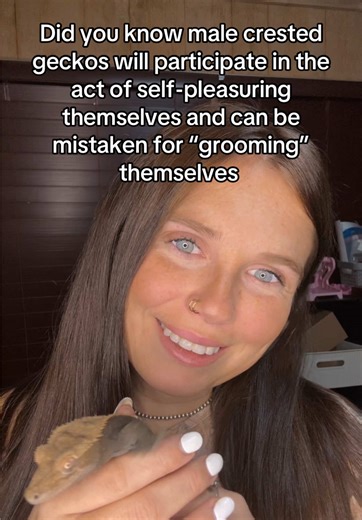 Surprising Behavior of Male Crested Geckos