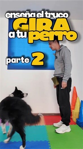 Truco Gira: ¡Adiós a la mano! 🐾🌪👋 (Parte 2) #dogtricks #trainingdog #spintrick #smartdogs #dog