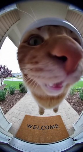 17 reactions | "Helicopter Cat Lands at the Front Door "#FlyingCat #DoorbellCam #FunnyCatVideo #PropellerCat #CatHelicopter #TabbyCat #FisheyeCam #PetComedy #ViralCat #MeowMoment #CatHumor #AIShorts #CatTok #FunnyPets #HelicopterCat | ZooGenius | Facebook