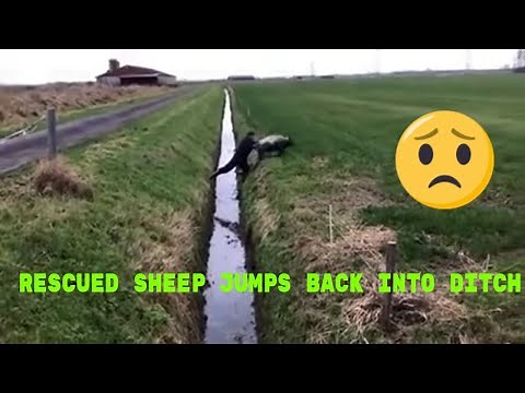 Rescued sheep jumps back into ditch 😁😁 #shorts