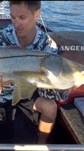 Croakers are a cheat code for 40in snook. my 8ft St. Croix avid inshore heavy helped me get the job done! | Fish Finatics