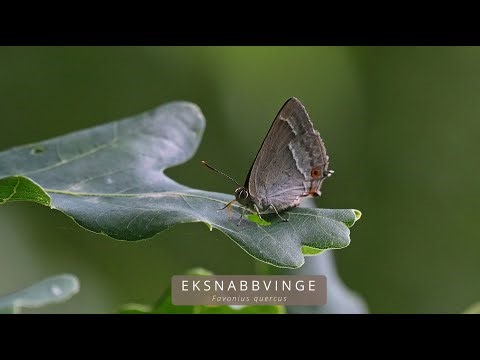 EKSNABBVINGE (Favonius quercus/Purple Hairstreak)
