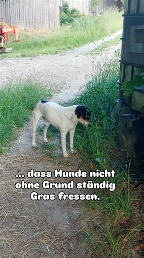 Ständiges Grasfressen beim Hund? Viele halten das für normal