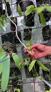 How to care for orchid keiki before separating them #reelsvideoシ #orchid #turorial #everyone | Pay Faisol