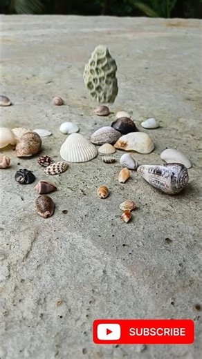 Shells 🐚 crash #2025 #satisfying #slowmotion