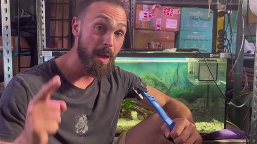 Breeding Peppermint Bristlenose: Steps to Successfully Breed Your Peppermint Pleco