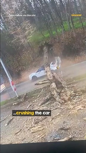 Huge Tree Falls on Car With Woman Inside #cctv