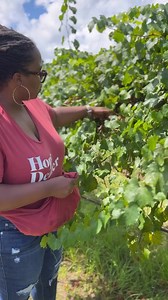 🗣Y’all! I crave scuppernongs all year! They are seasonal which only makes me appreciate them more! They are made from the harvest of the grapes but better… to me. The muscadines are the dark purple ones. 😋 I have been picking them with my mom since my teenage years! Here is what our latest trip was like to “The Garden Spot” in Sparta, Georgia! #grapes #fruit of the #vine | KD French