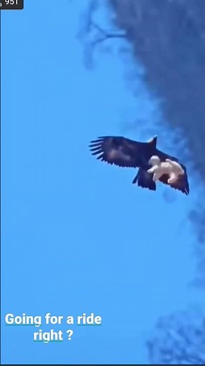 eagle takes dog