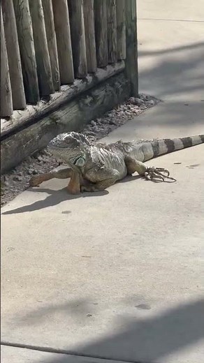 Face-to-Face with a Giant Iguana 🦎 Everglades Wildlife Up Close!