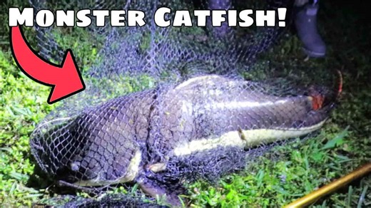 He caught a massive redtail catfish and the size is hard to ignore
