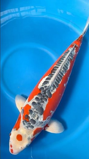 Neu bei uns von der Marusei Koi Farm | Yonsai | Maruten Shusui | 70-75cm | Female 😍 #koi